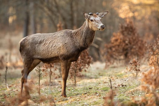 Red deer, cervus elaphus, stag with tiny new antlers growing standing on a glade in springtime forest. Horizontal composition of animal wildlife in natural environment with dry leaves.