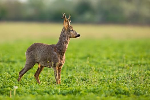 Roe deer, capreolus capreolus, buck standing on grassland in springtime nature. Male mammal with antlers and brown fur looking on fresh field from side view with copy space.