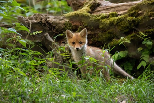 Little red fox, vulpes vulpes, cub standing in green forest in summer nature. Young predator looking to the camera in vivid woodland. Juvenile animal wildlife in wilderness.