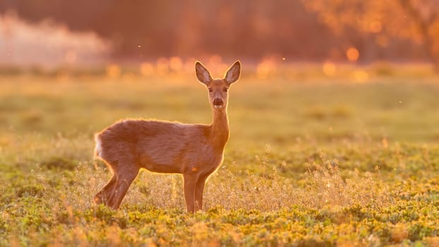 Alert roe deer, capreolus capreolus, doe standing on a green field in spring nature backlit by evening sun. Attentive female mammal with outline illuminated by warm orange light. Animal wildlife.