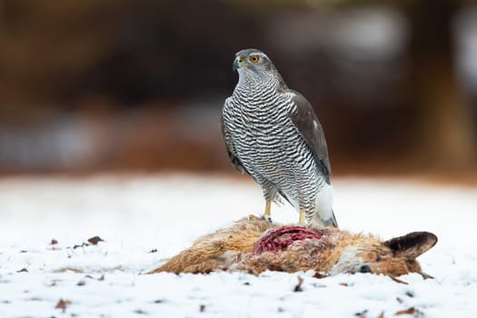 Northern goshawk, accipiter gentilis, standing next to dead fox on snow. Grey striped bird observing near to killed prey on white grassland. Animal wildlife with copy space.