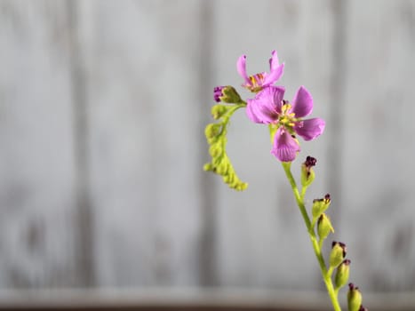 flower plant carnivorous small purple smell color beautiful rarity