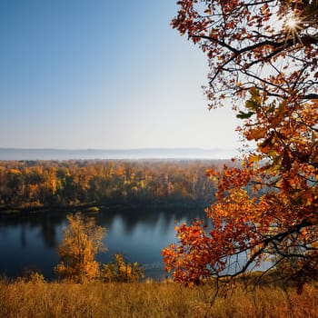 beautiful autumn maple leaves. autumn forest landscape. fall time season background. copy space