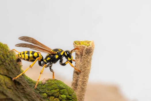 Side view of a crawling field wasp on the leaf margin with copy-space