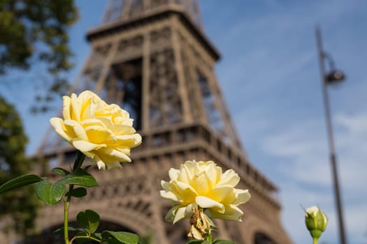 The main attraction of Paris - The Eiffel Tower