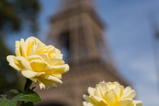 The main attraction of Paris - The Eiffel Tower