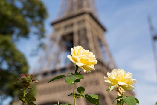 The main attraction of Paris - The Eiffel Tower