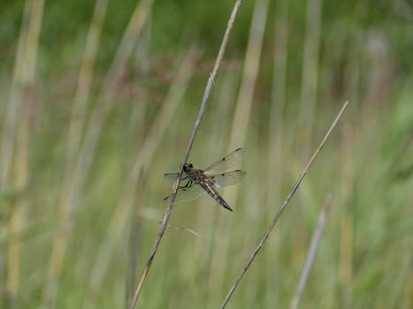large dragonfly with transparent wings shining in the sun