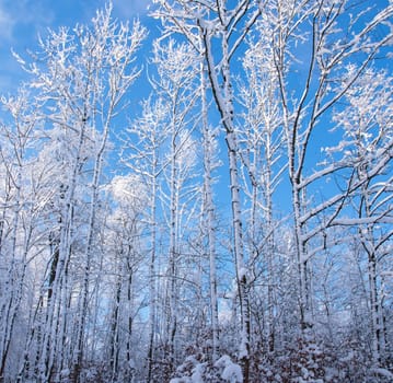snow covered winter landscape