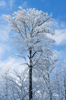 snow covered winter landscape