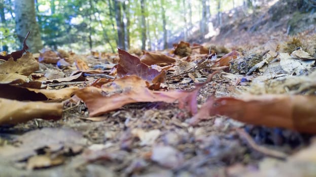 Autumun at Manteigas - Serra da Estrela - Portugal