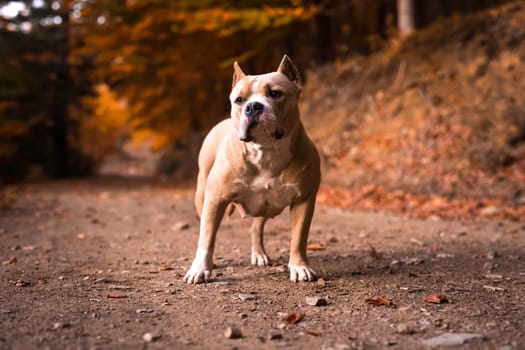 American Bully Female standing on the garden in autumn