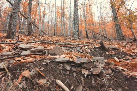 Autumun at Manteigas - Serra da Estrela - Portugal