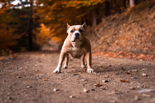American Bully Female standing on the garden in autumn