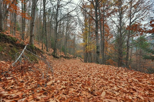 Autumun at Manteigas - Serra da Estrela - Portugal