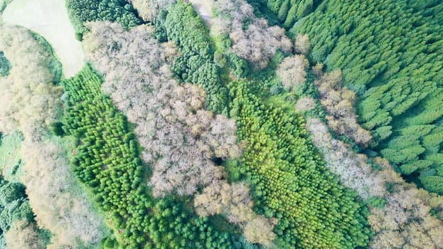The astonishing greens of the archipelago of Azores - Portugal