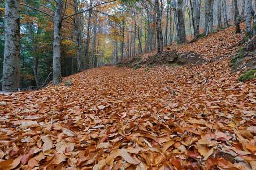 Autumun at Manteigas - Serra da Estrela - Portugal