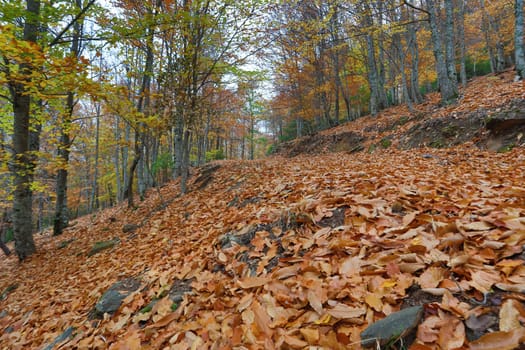 Autumun at Manteigas - Serra da Estrela - Portugal