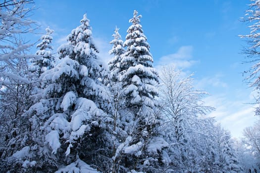 winterlandscape