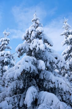 winterlandscape