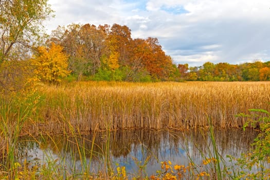 Changing Colors Around a Wetland Pond in Moraine Hills State Park in Illinois