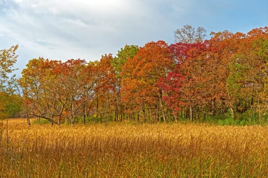 Fall Colors and Marshland Grass in Moraine Hills State Park in Illinois