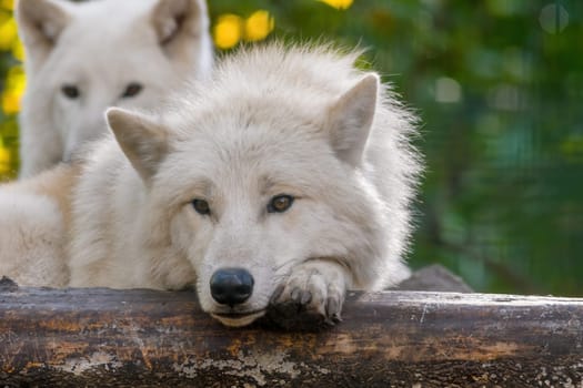 A white arctic polar wolf in Zoo Koethen Saxony Anhalt Germany