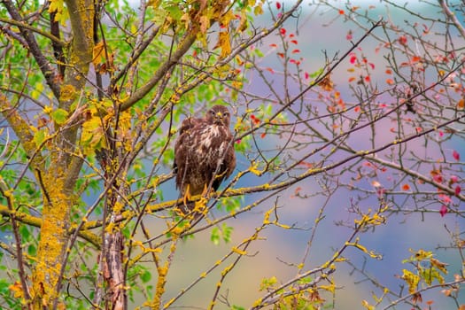 a buzzard sits in its hold and looks for prey