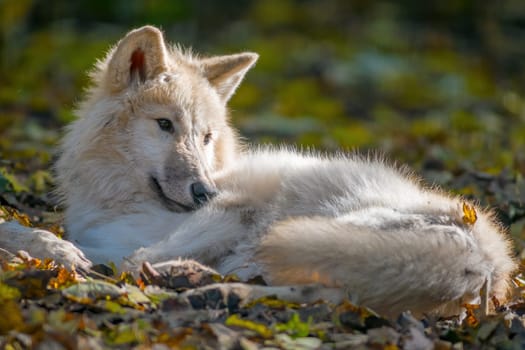 A white arctic polar wolf in Zoo Koethen Saxony Anhalt Germany