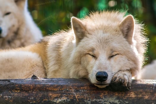 A white arctic polar wolf in Zoo Koethen Saxony Anhalt Germany