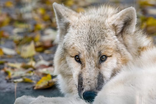 A white arctic polar wolf in Zoo Koethen Saxony Anhalt Germany