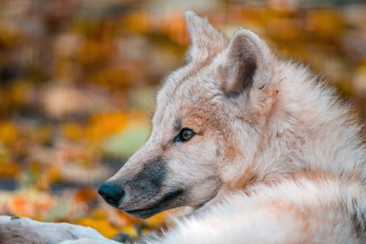 A white arctic polar wolf in Zoo Koethen Saxony Anhalt Germany
