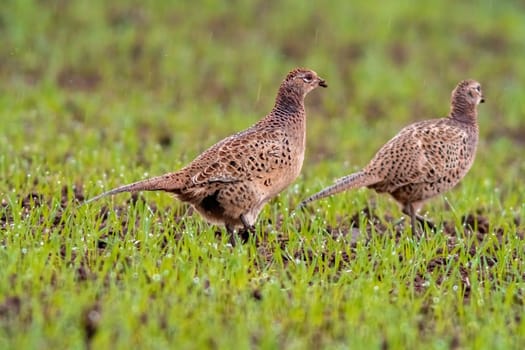 two adult female pheasant foraging on a grass meadow in autumn