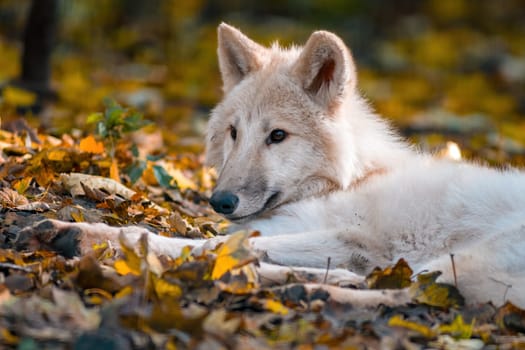 A white arctic polar wolf in Zoo Koethen Saxony Anhalt Germany