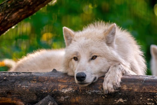 A white arctic polar wolf in Zoo Koethen Saxony Anhalt Germany