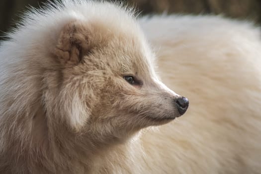 a young white raccoon dog in Zoo Koethen Saxony Anhalt Germany