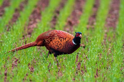 a pheasant foraging in a field in autumn