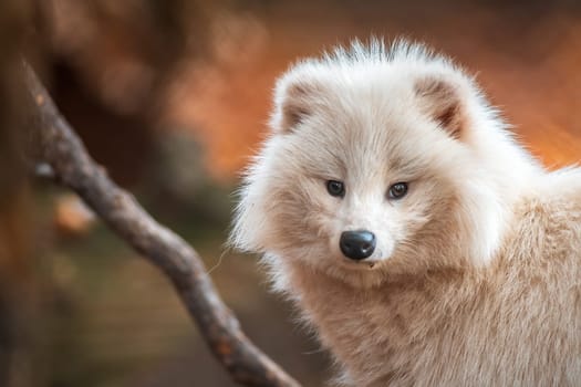 a young white raccoon dog in Zoo Koethen Saxony Anhalt Germany