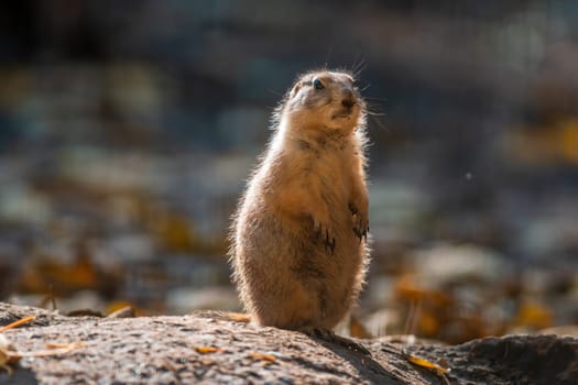black tailed prairie dog (Cynomys ludovicianus) sits in front of his building in zoo koethen, saxony anhalt, germany