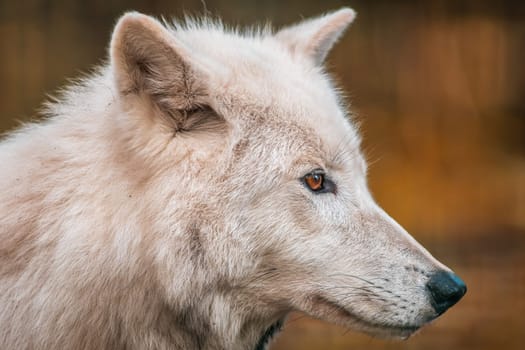 A white arctic polar wolf in Zoo Koethen Saxony Anhalt Germany