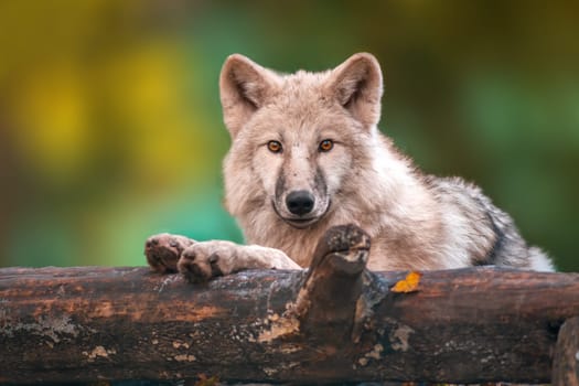 A white arctic polar wolf in Zoo Koethen Saxony Anhalt Germany