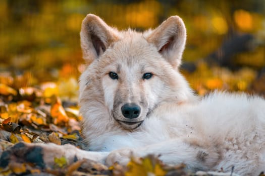 A white arctic polar wolf in Zoo Koethen Saxony Anhalt Germany