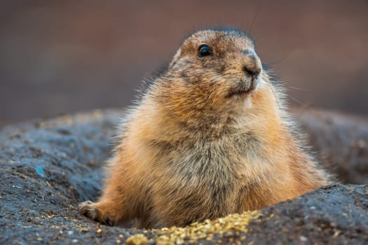 black tailed prairie dog (Cynomys ludovicianus) sits in front of his building in zoo koethen, saxony anhalt, germany