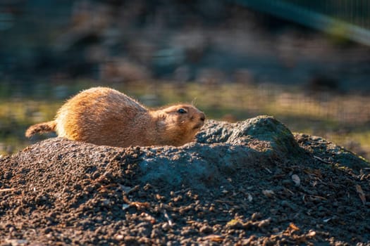 black tailed prairie dog (Cynomys ludovicianus) sits in front of his building in zoo koethen, saxony anhalt, germany