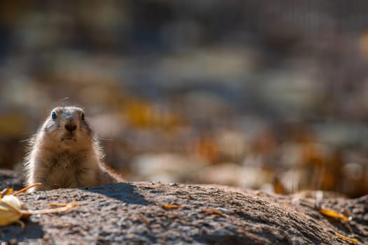 black tailed prairie dog (Cynomys ludovicianus) sits in front of his building in zoo koethen, saxony anhalt, germany