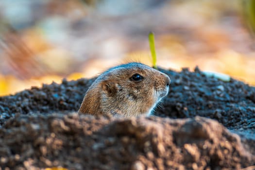 black tailed prairie dog (Cynomys ludovicianus) sits in front of his building in zoo koethen, saxony anhalt, germany