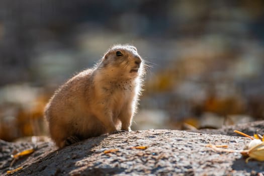 black tailed prairie dog (Cynomys ludovicianus) sits in front of his building in zoo koethen, saxony anhalt, germany