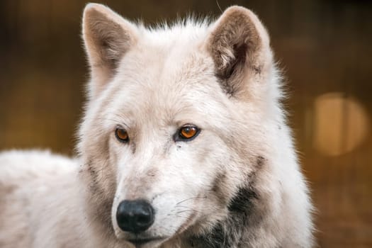 A white arctic polar wolf in Zoo Koethen Saxony Anhalt Germany