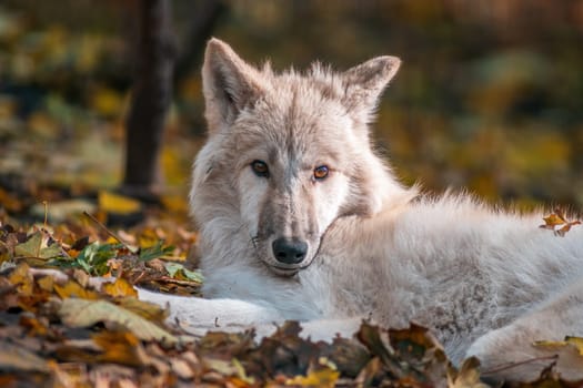 A white arctic polar wolf in Zoo Koethen Saxony Anhalt Germany