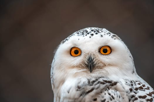 great white arctic owl (Bubo scandiacus) in zoo koethen, saxony anhalt, germany